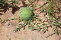 Citrullus colocynthis